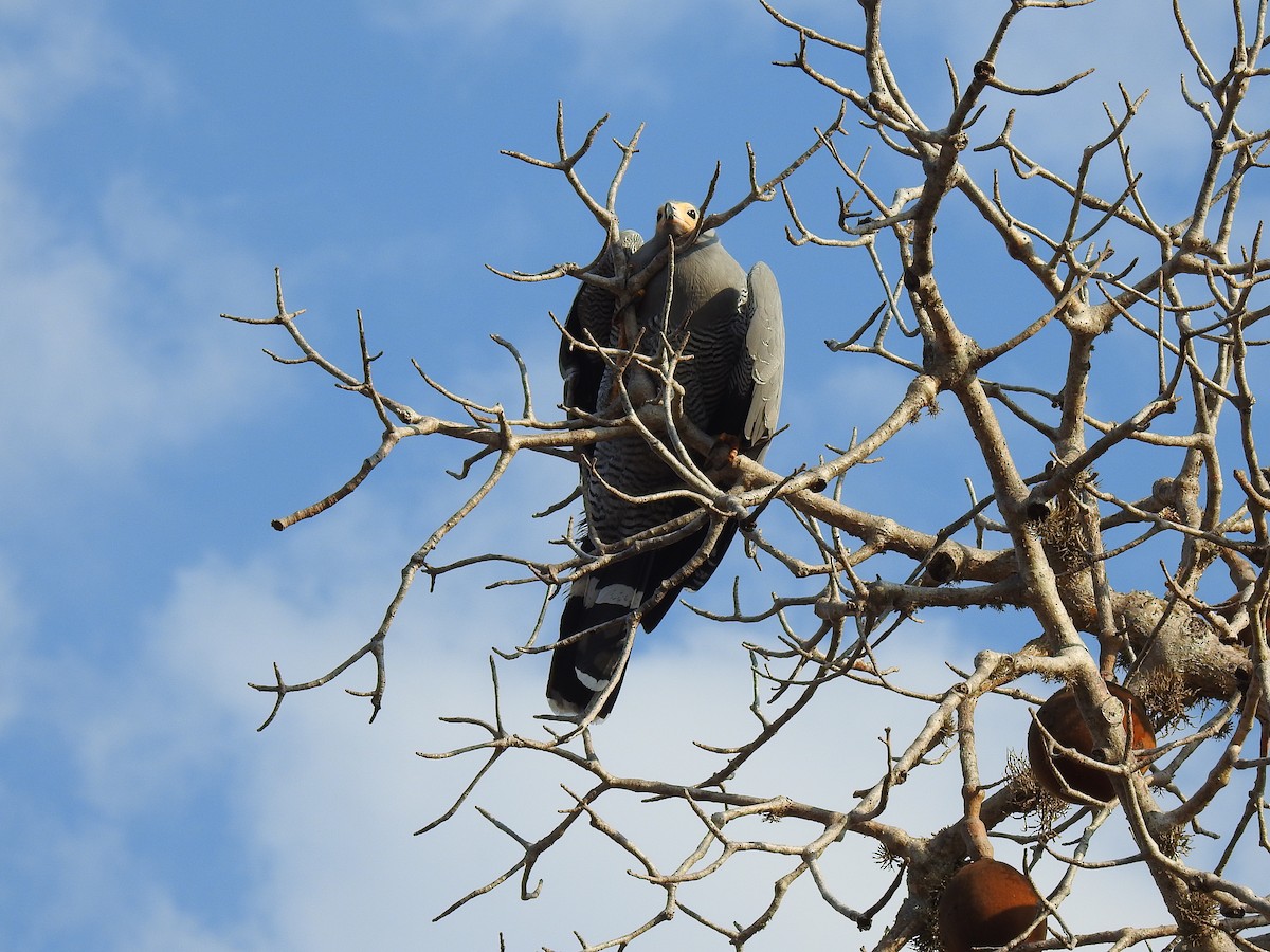 Madagascar Harrier-Hawk - ML639702016