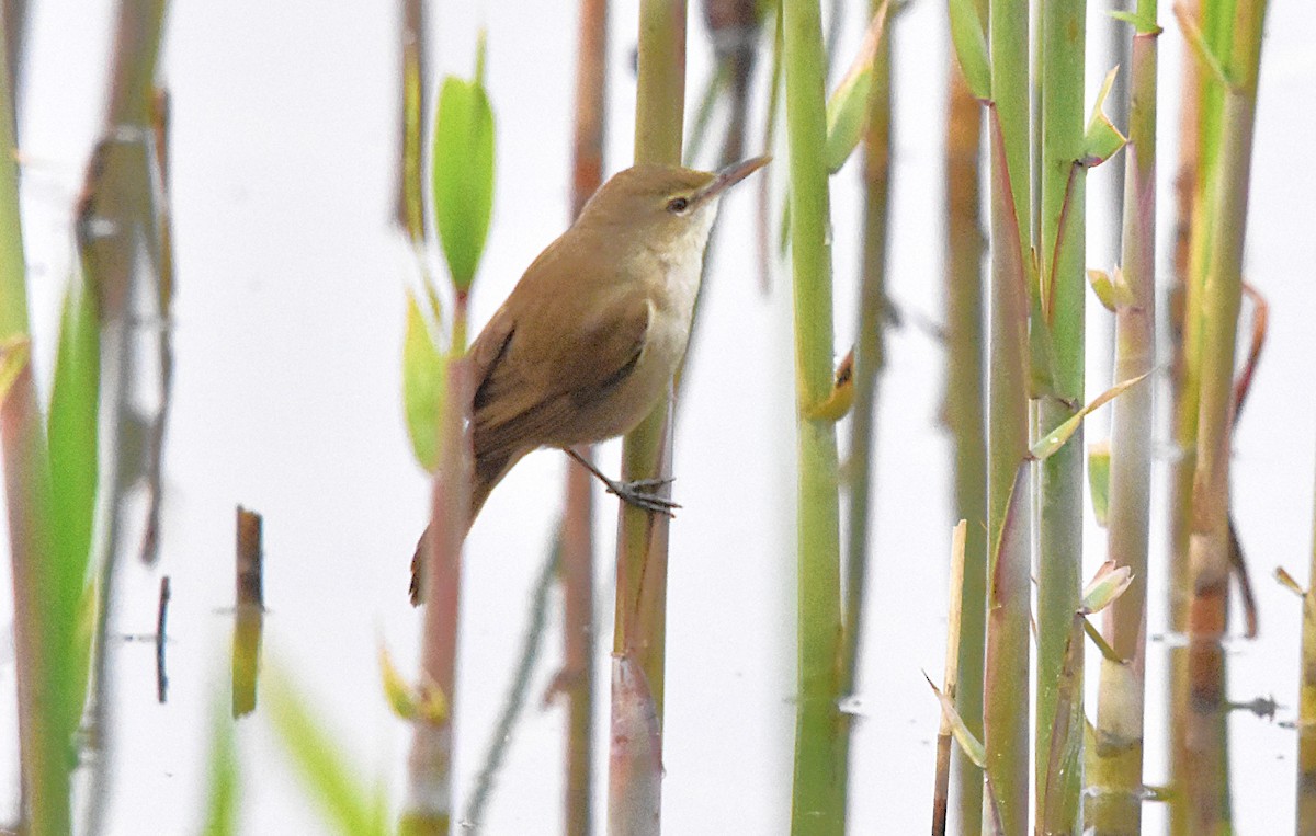 Clamorous Reed Warbler - ML639702030