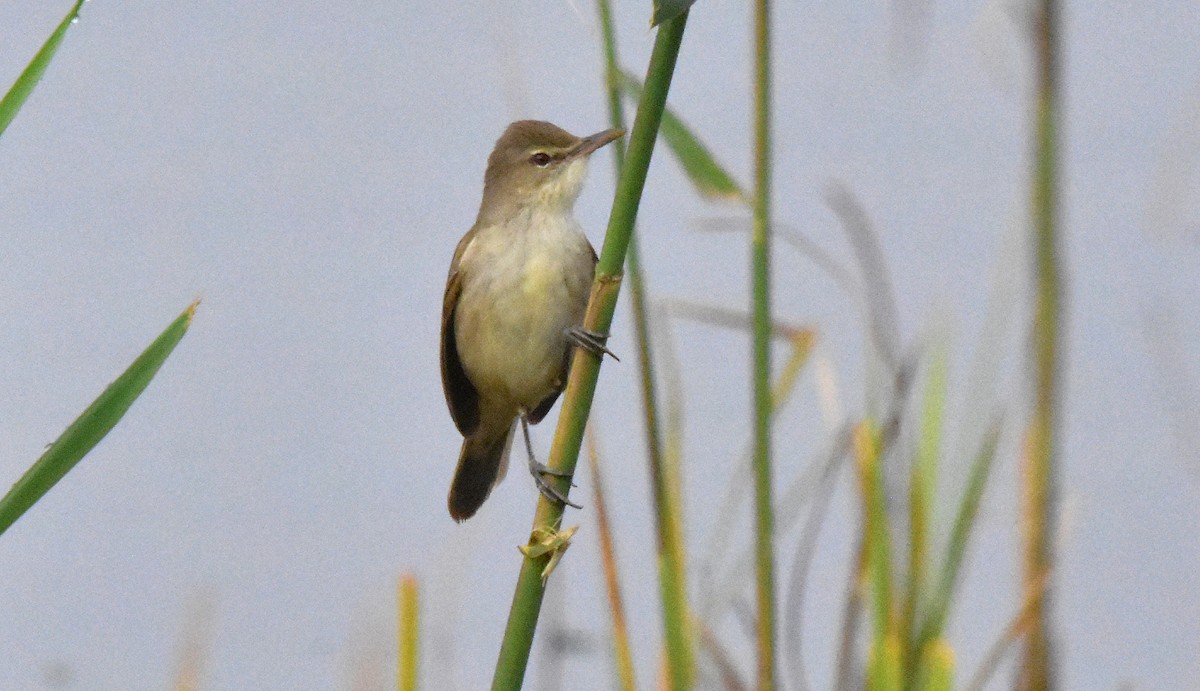 Clamorous Reed Warbler - ML639702031
