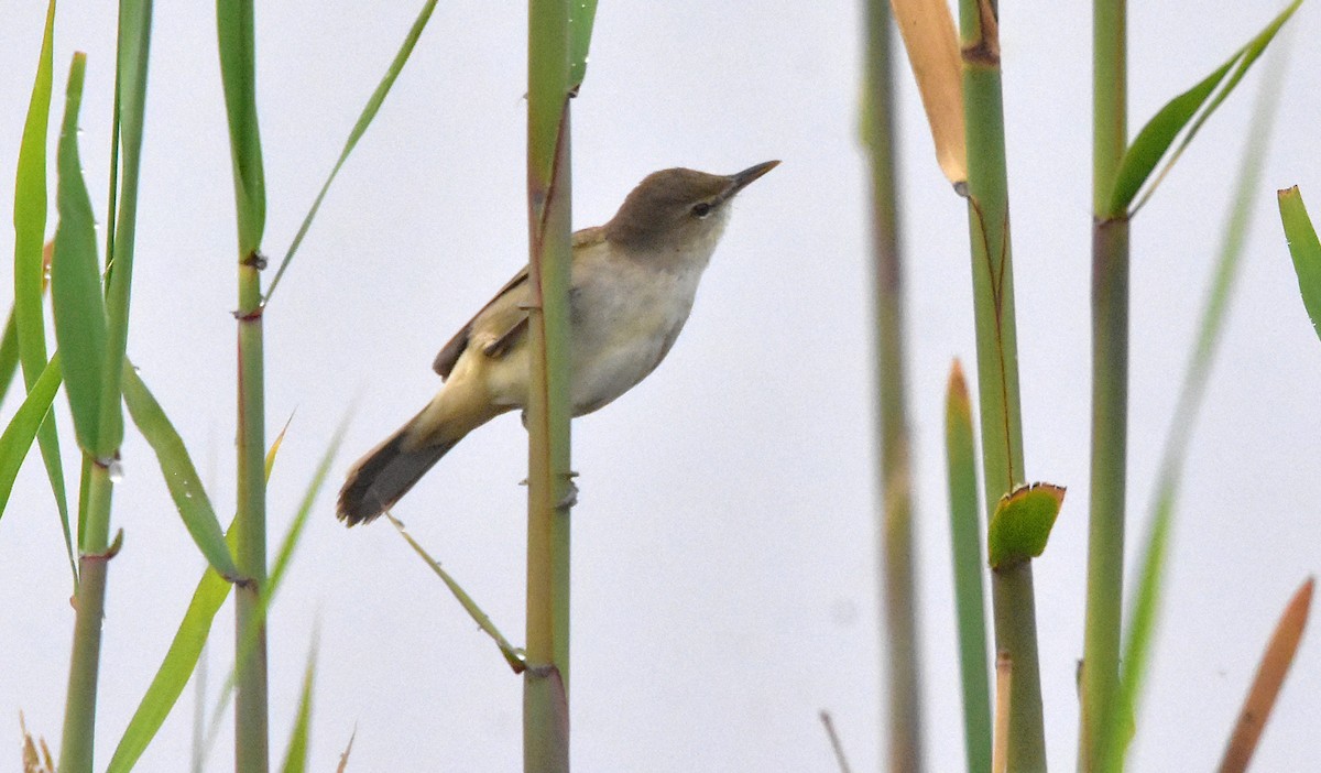 Clamorous Reed Warbler - ML639702033
