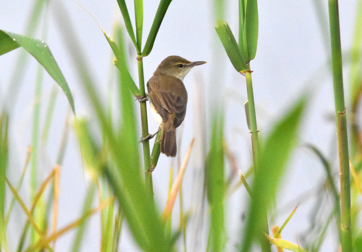 Clamorous Reed Warbler - ML639702035