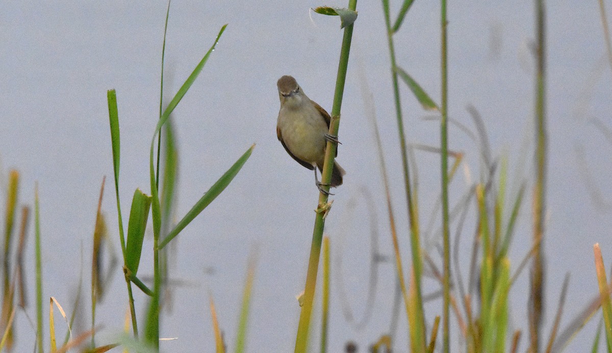 Clamorous Reed Warbler - ML639702036