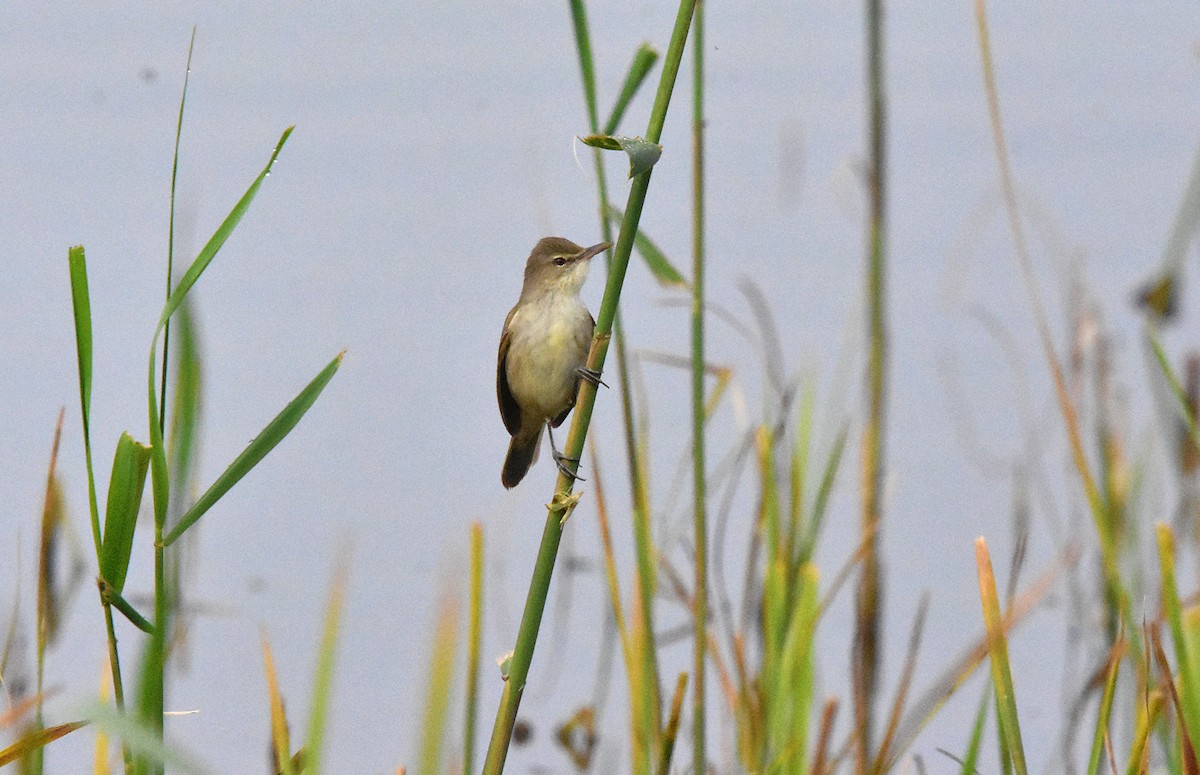 Clamorous Reed Warbler - ML639702037