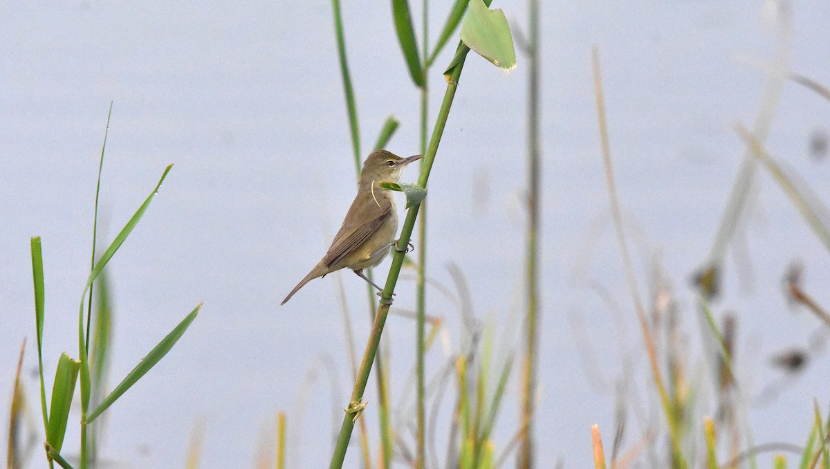 Clamorous Reed Warbler - ML639702038