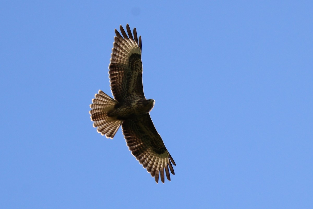 Common Buzzard - ML639702049