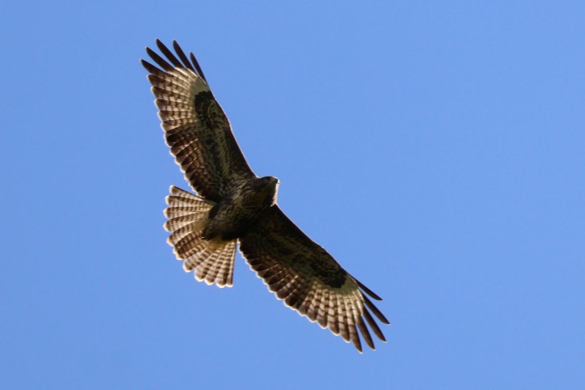 Common Buzzard - ML639702050