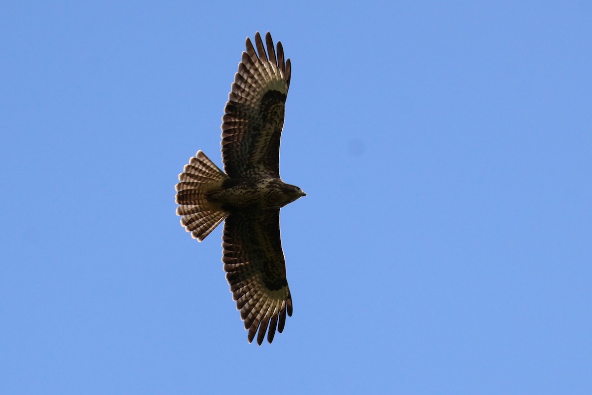 Common Buzzard - ML639702051