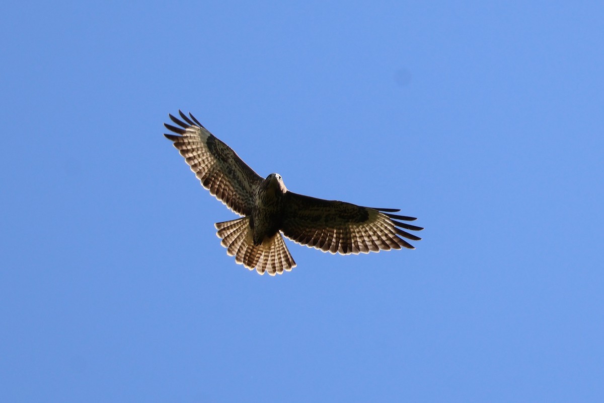 Common Buzzard - ML639702052