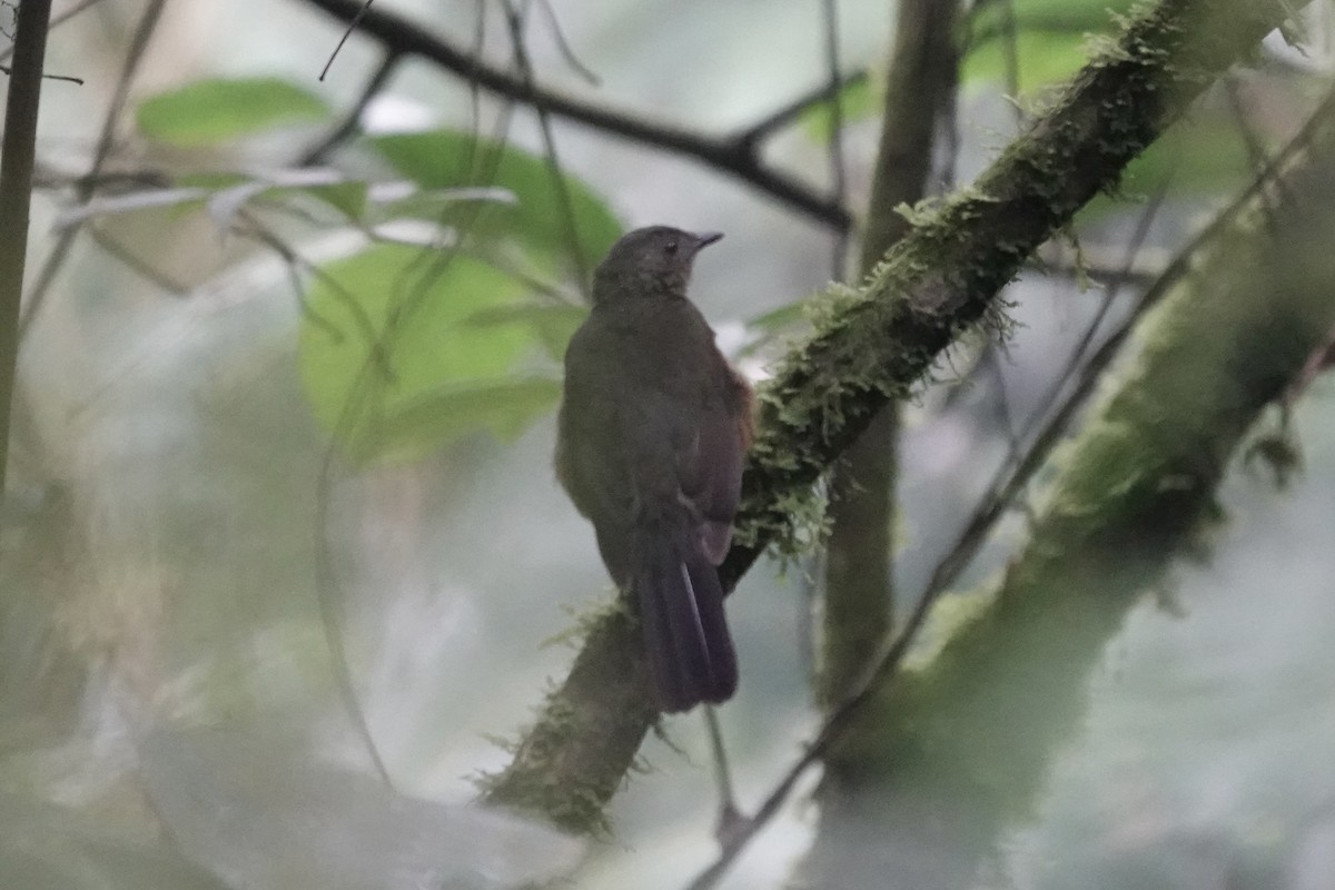 White-tailed Ant-Thrush - ML639702102