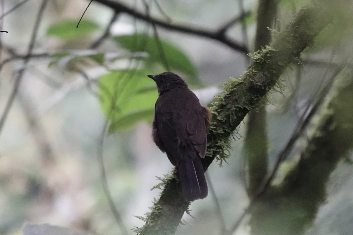 White-tailed Ant-Thrush - ML639702104
