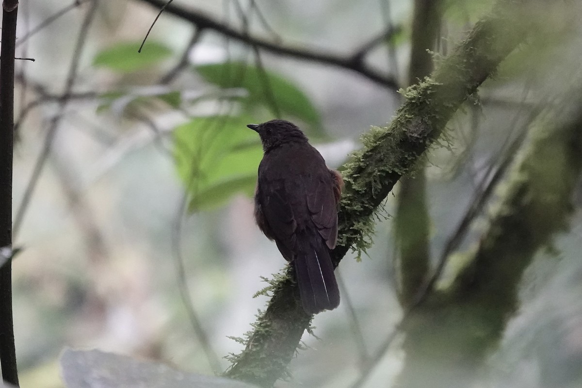 White-tailed Ant-Thrush - ML639702105