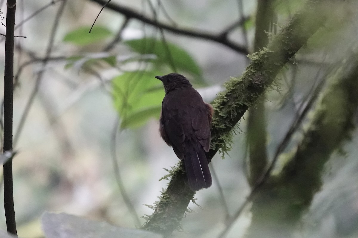 White-tailed Ant-Thrush - ML639702107