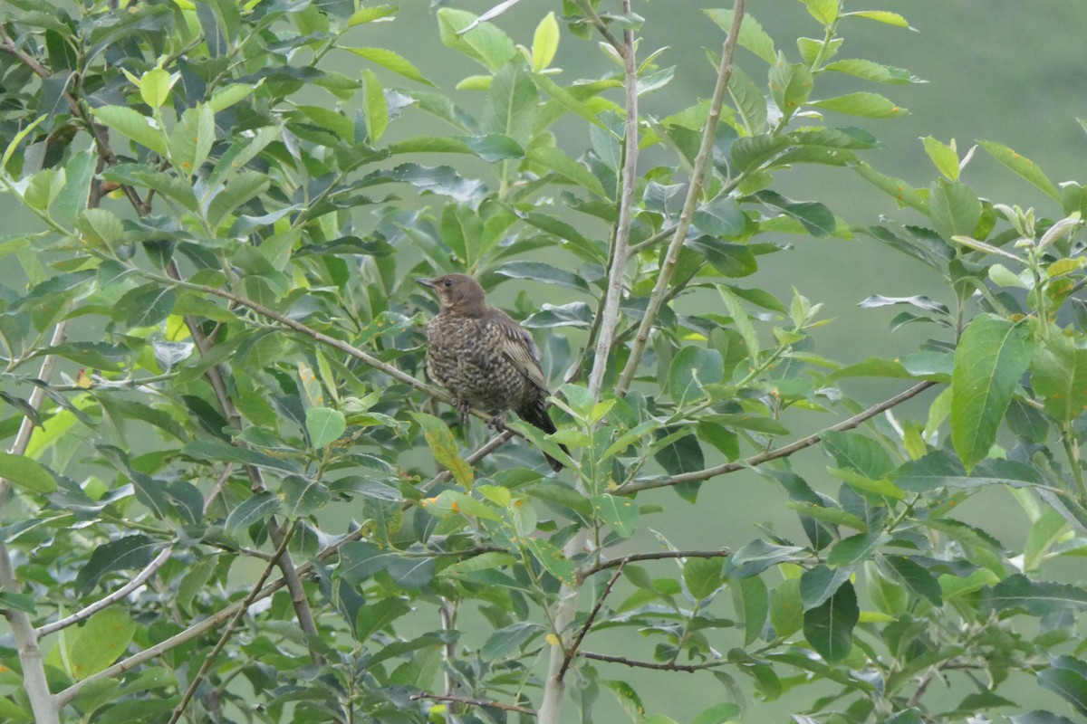 Ring Ouzel - ML639702135