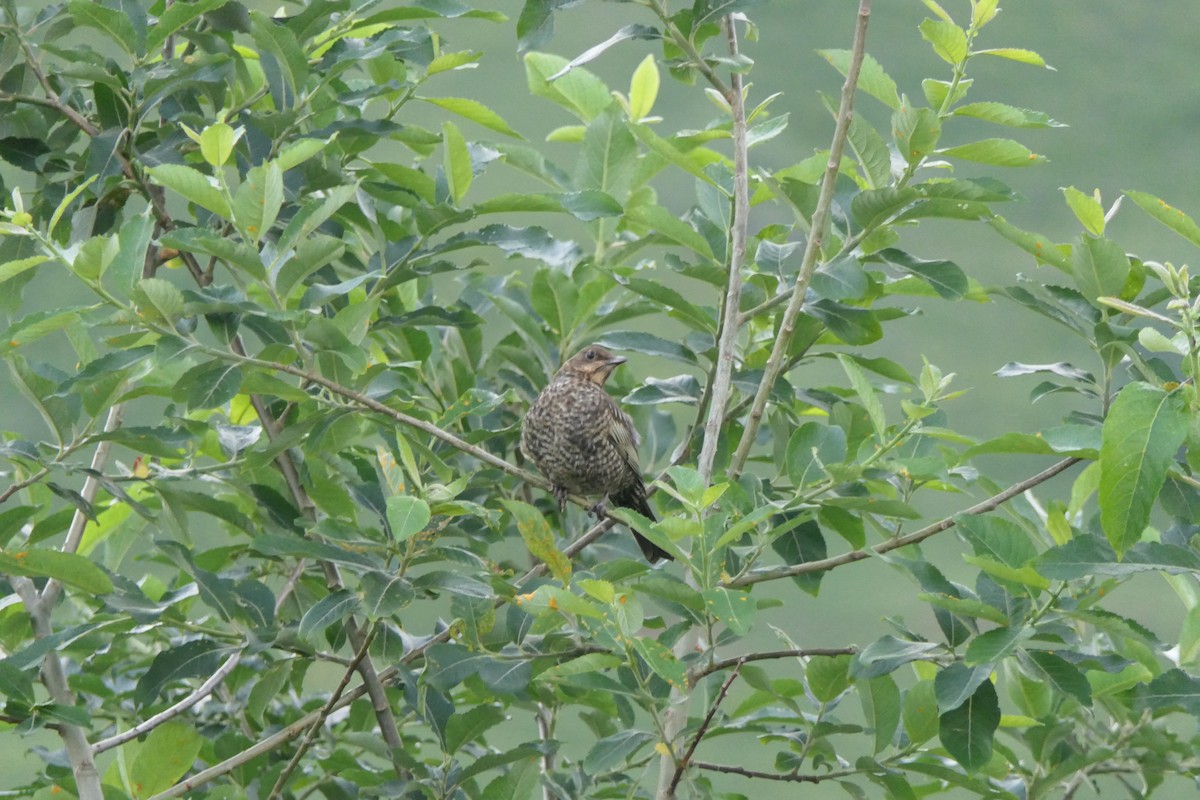 Ring Ouzel - ML639702136