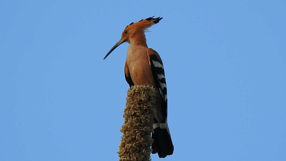 Madagascar Hoopoe - ML639702185