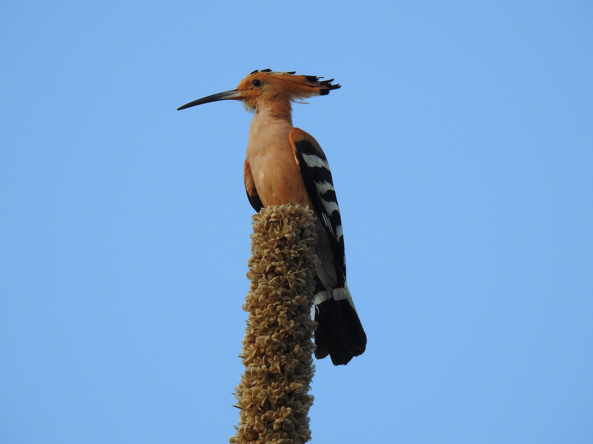 Madagascar Hoopoe - ML639702186
