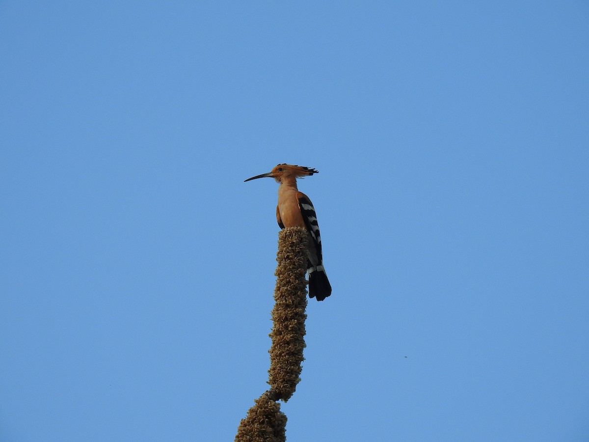 Madagascar Hoopoe - ML639702187