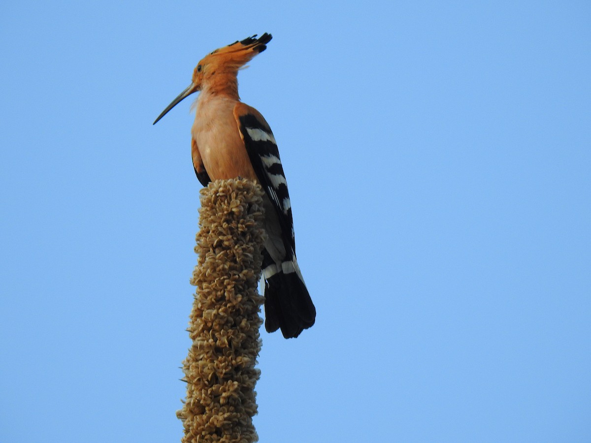 Madagascar Hoopoe - ML639702188