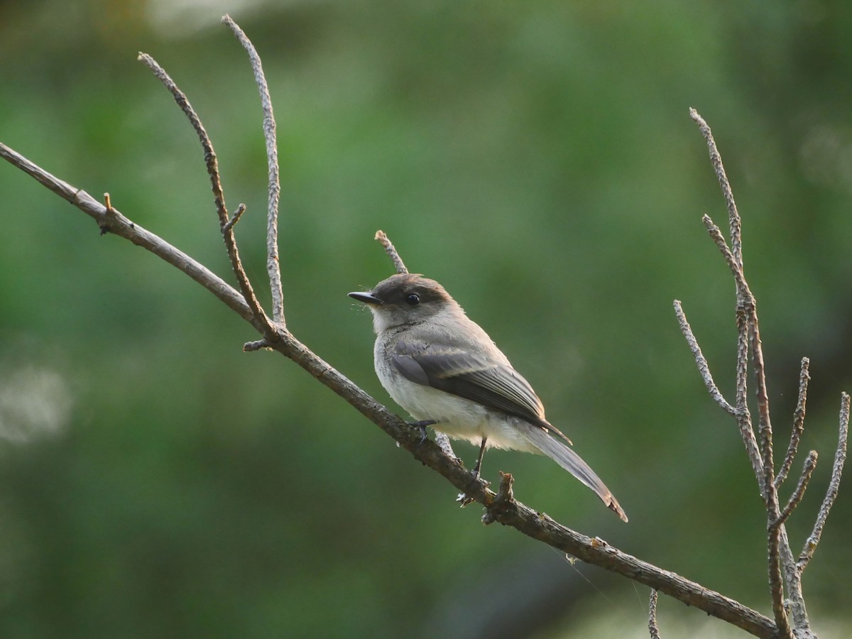 Eastern Phoebe - ML639702208