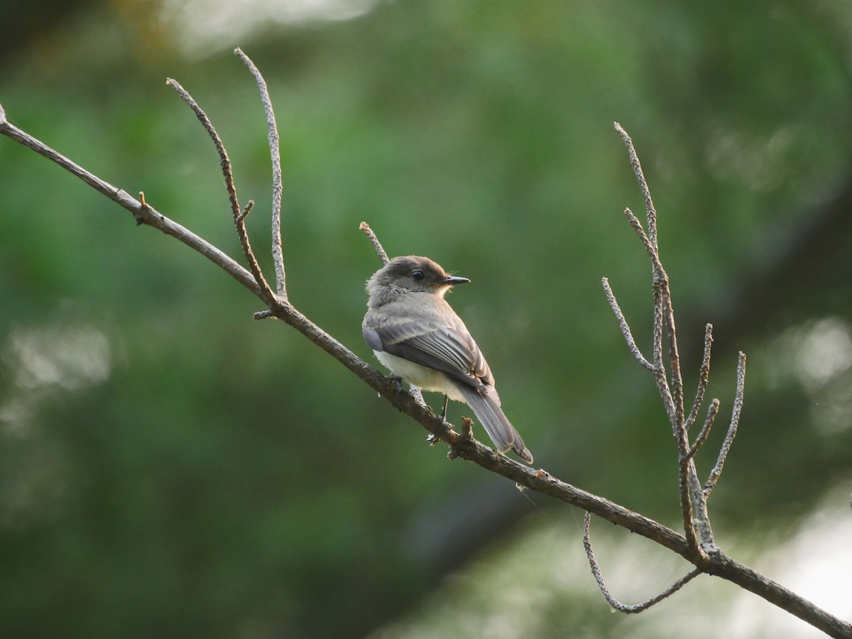 Eastern Phoebe - ML639702209
