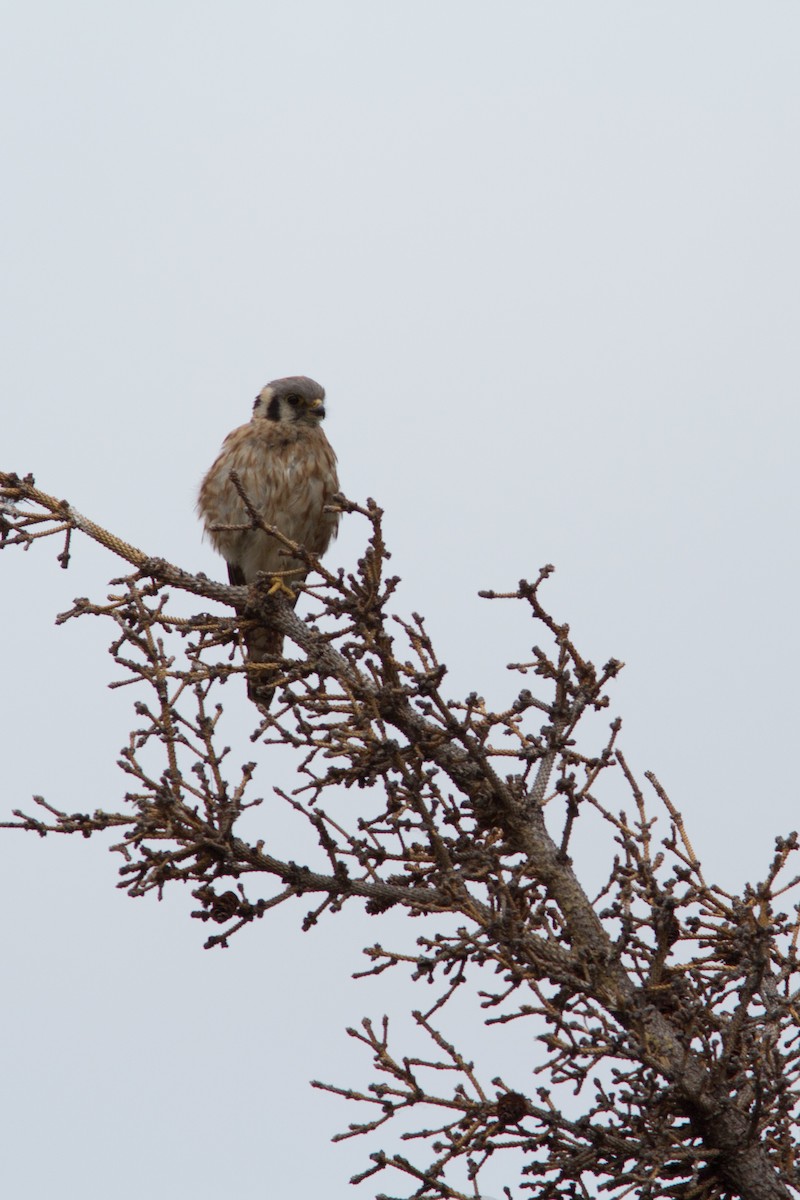 American Kestrel - Justin Saunders