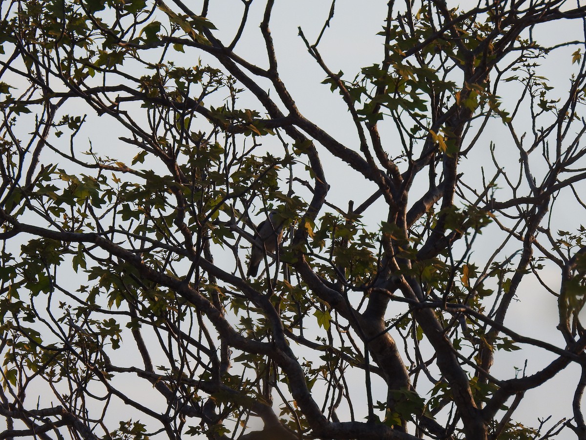 White-headed Vanga - ML639702234