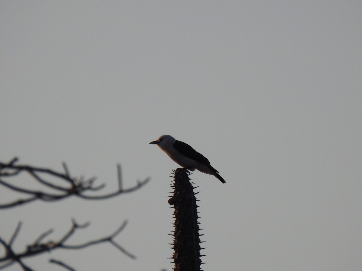 White-headed Vanga - ML639702235