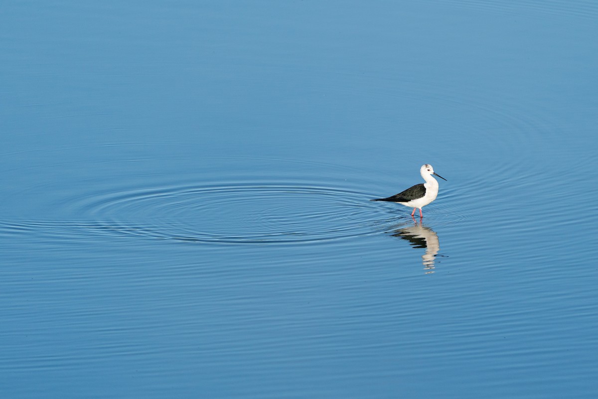 Black-winged Stilt - ML639702256