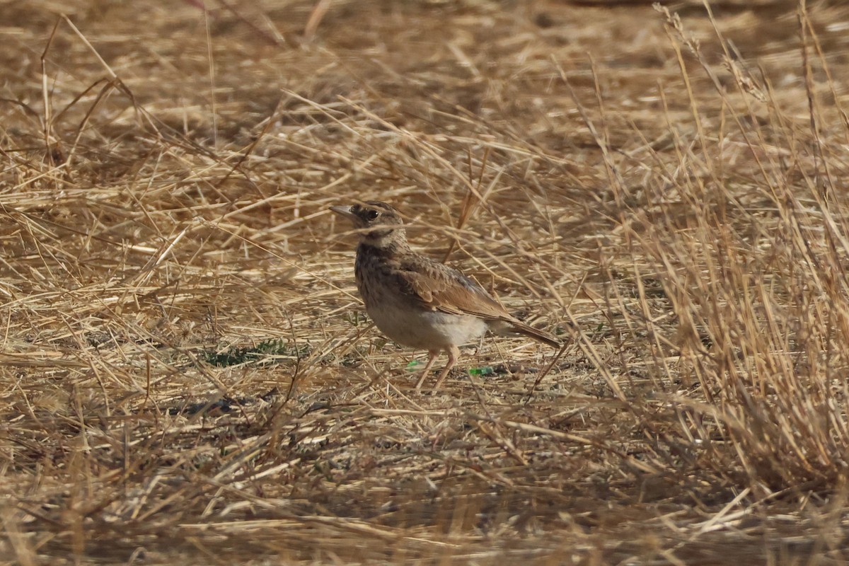 עפרוני מצויץ (מצויץ) - ML639702260
