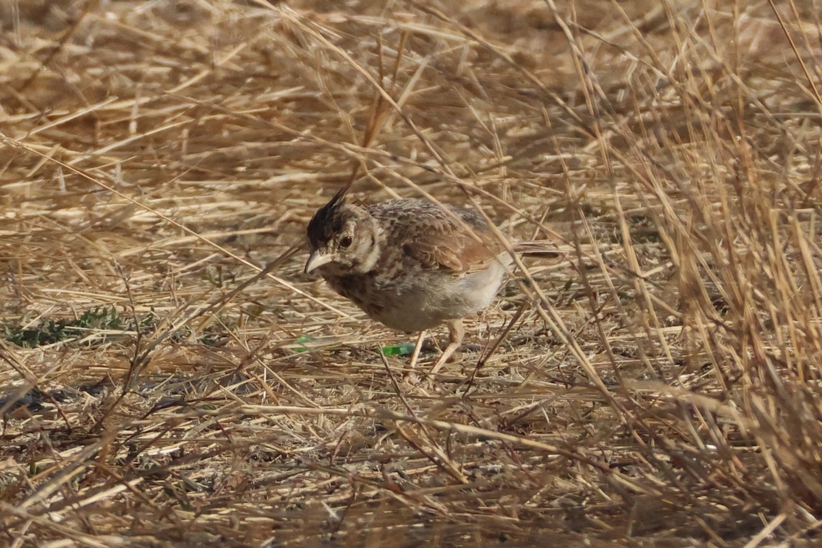 עפרוני מצויץ (מצויץ) - ML639702261