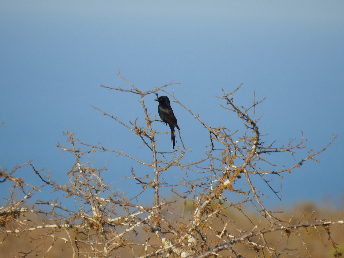 Crested Drongo - ML639702279