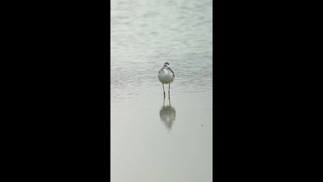 Бүрдний хөгчүү - ML639702301