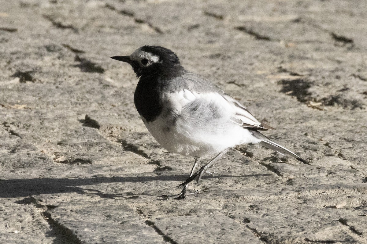 White Wagtail (Masked) - ML639702314