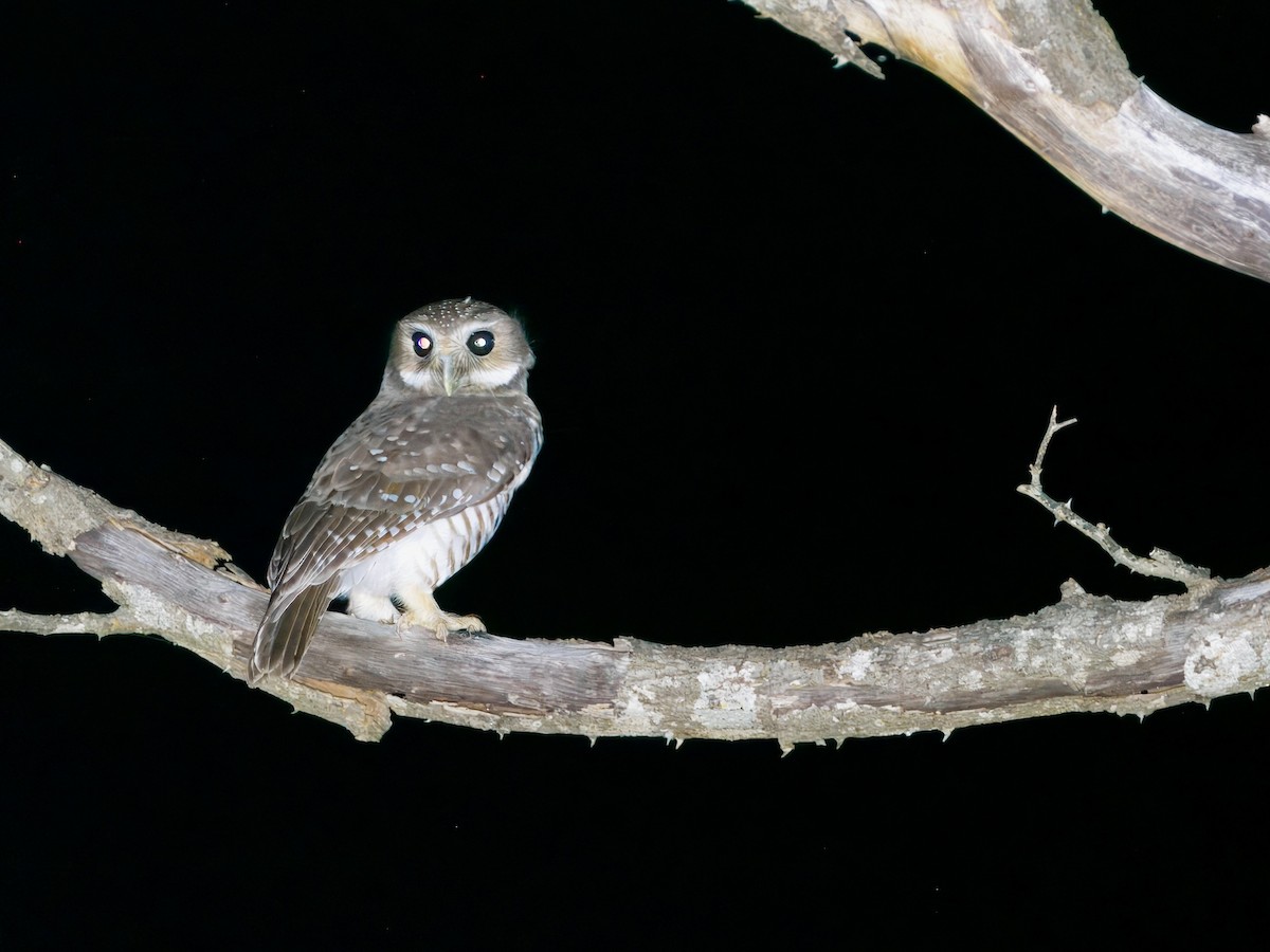 White-browed Owl - ML639702322