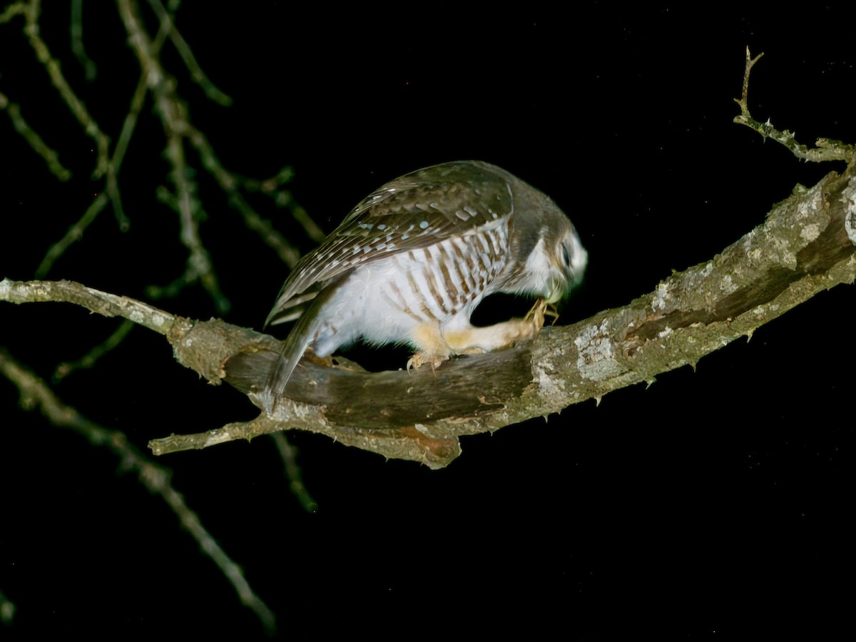 White-browed Owl - ML639702327