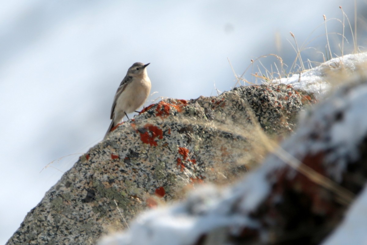 Water Pipit - ML639702392