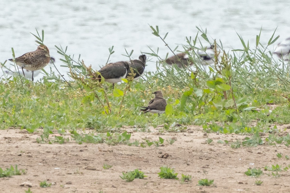 Collared Pratincole - ML639702398