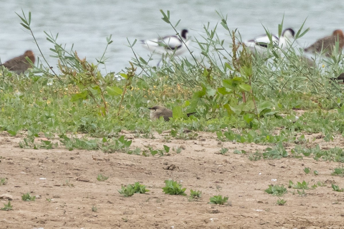 Collared Pratincole - ML639702399