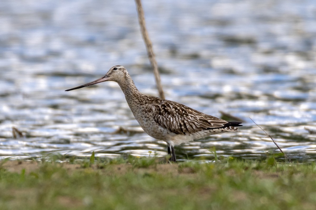 Bar-tailed Godwit - ML639702517