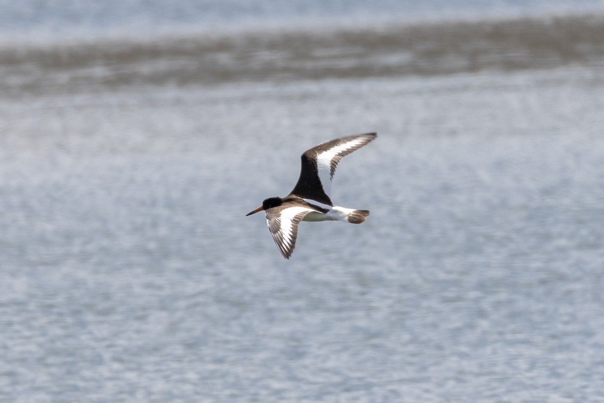 Eurasian Oystercatcher - ML639702521