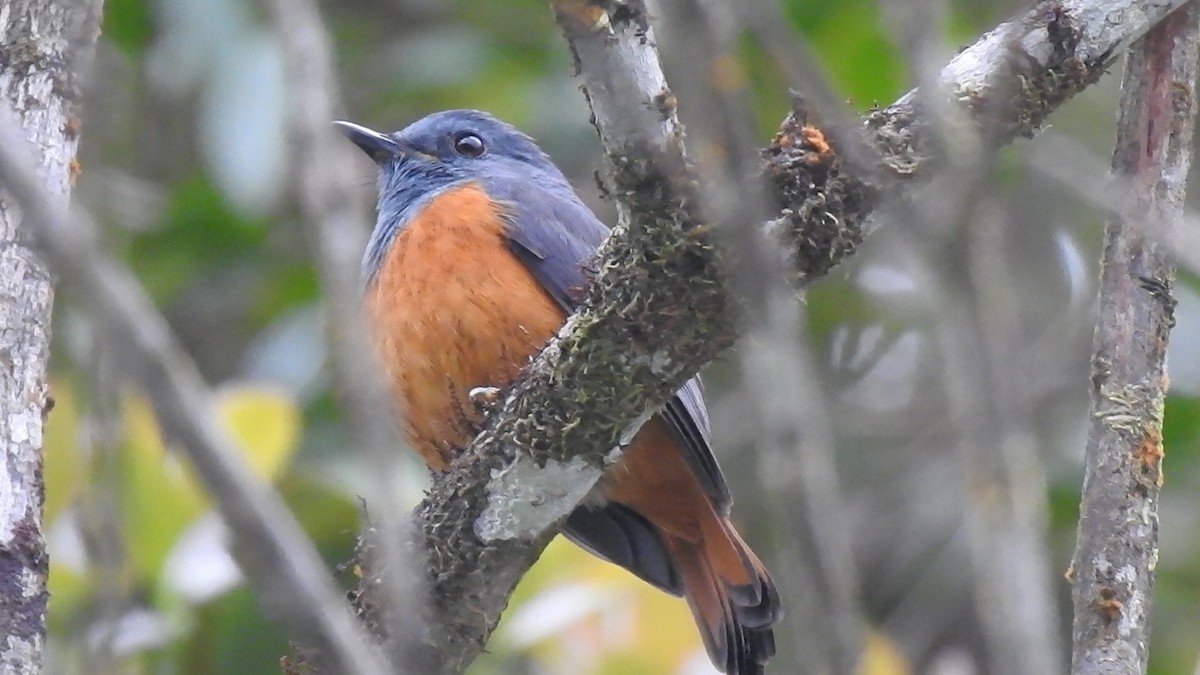 Forest Rock-Thrush - ML639702540
