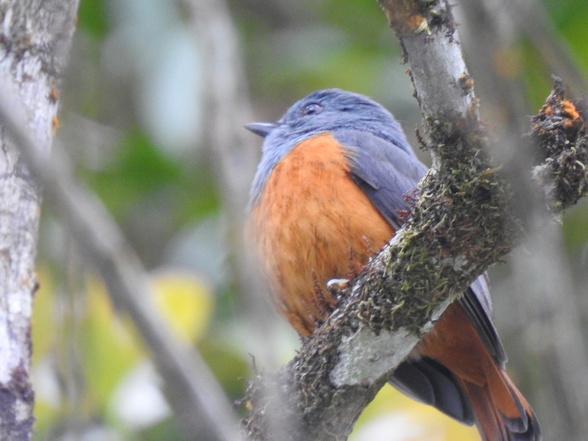 Forest Rock-Thrush - ML639702541