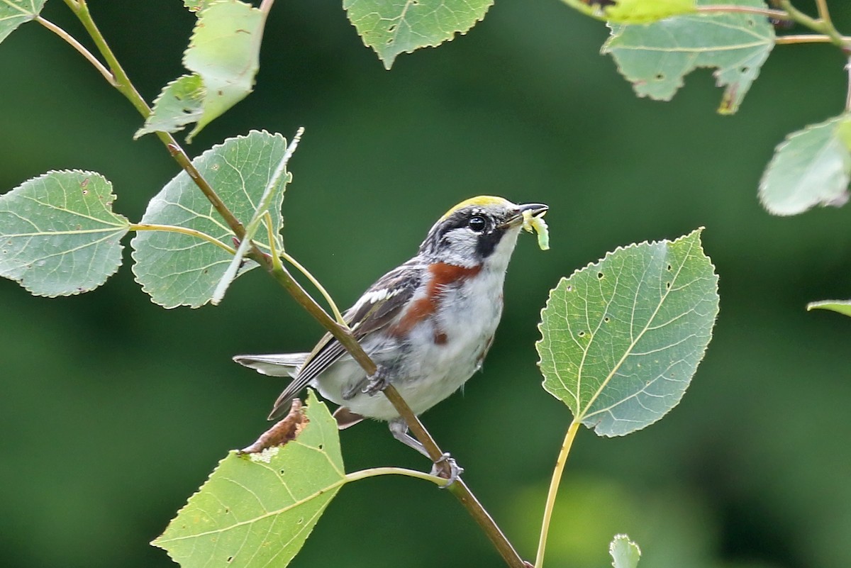 Chestnut-sided Warbler - ML639702551