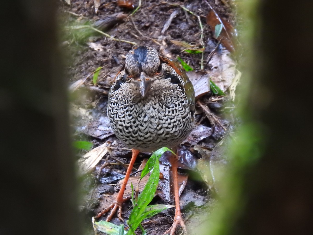 Scaly Ground-Roller - ML639702576
