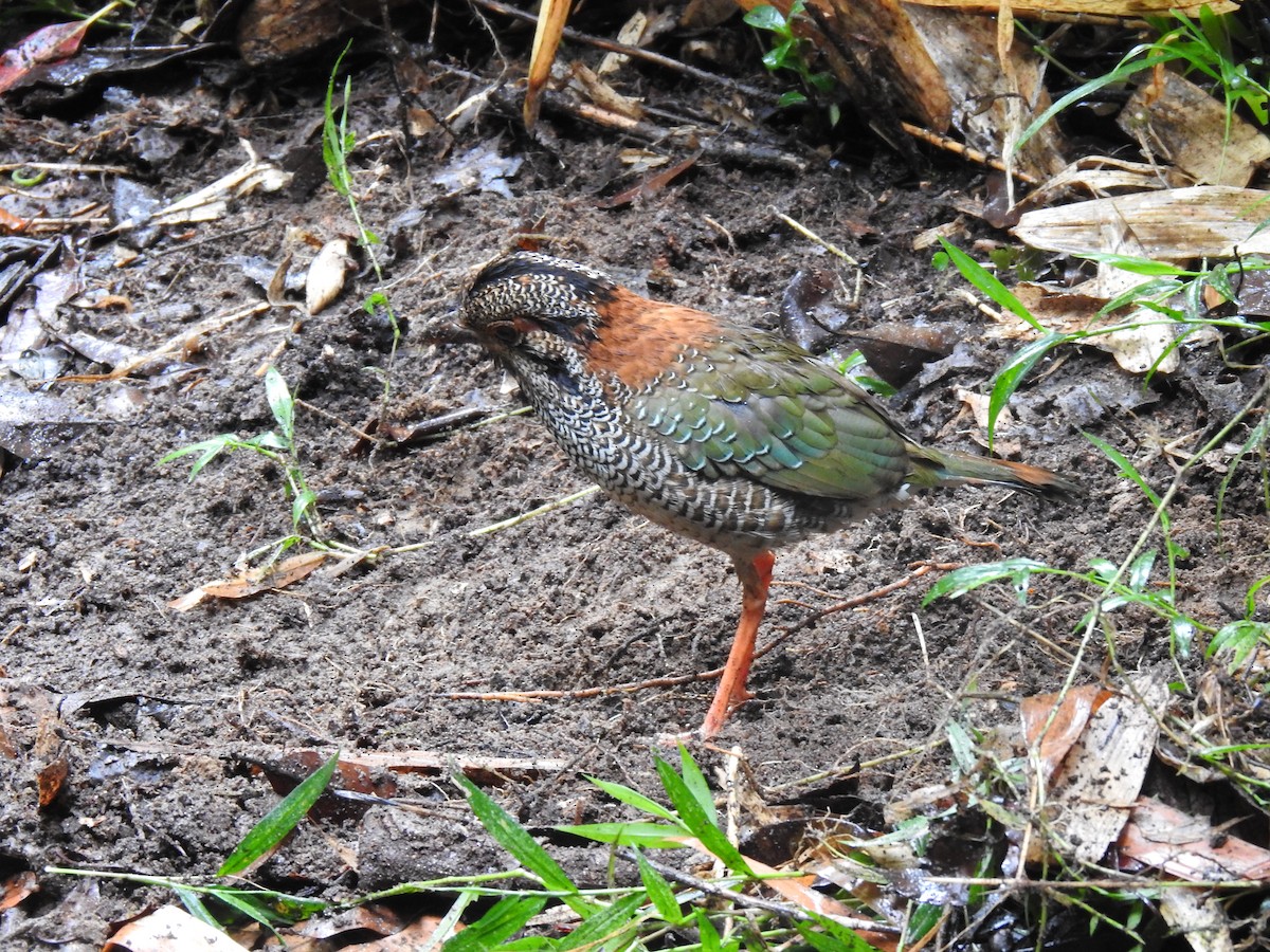 Scaly Ground-Roller - ML639702577