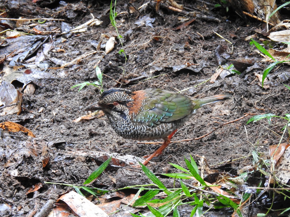 Scaly Ground-Roller - ML639702579