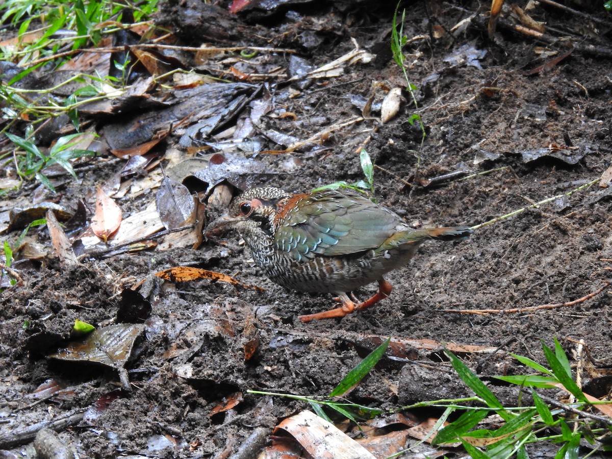 Scaly Ground-Roller - ML639702580