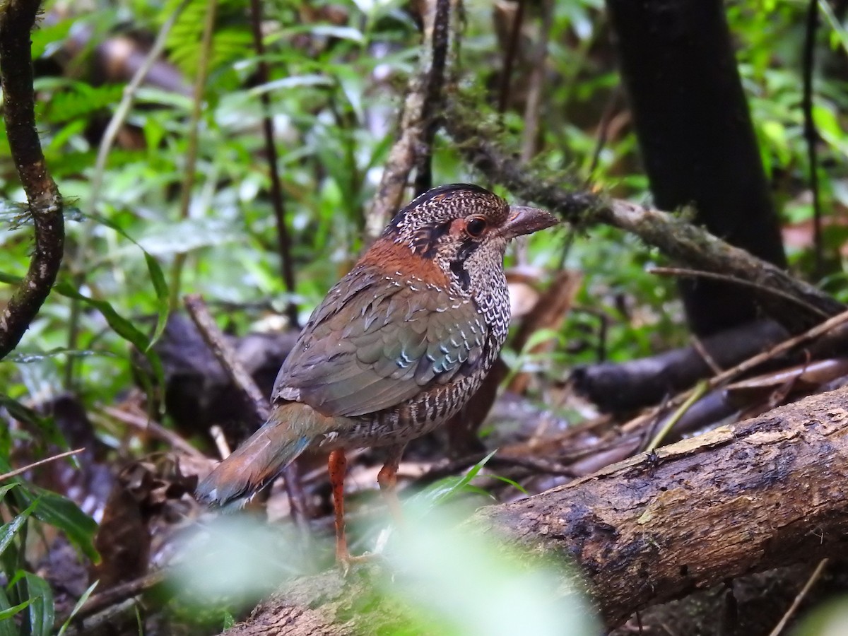 Scaly Ground-Roller - ML639702581