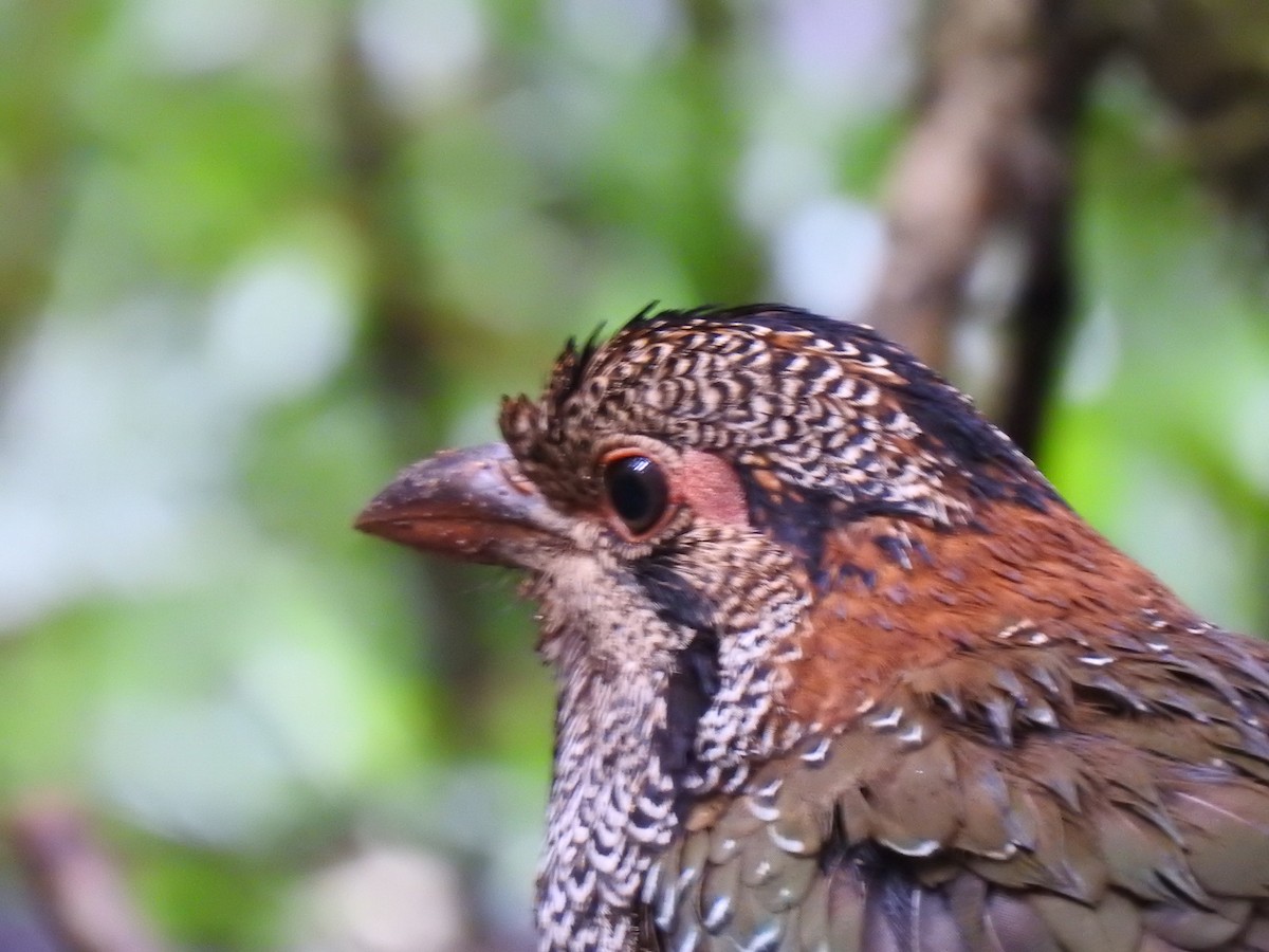Scaly Ground-Roller - ML639702583