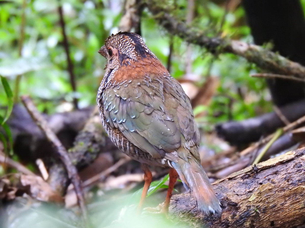 Scaly Ground-Roller - ML639702584